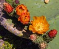 Close up multiple colored flowers on cactus, prickly ear cactus or Opuntia ficus-indica Cactus Royalty Free Stock Photo