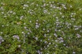 Tahoka Daisies, Or Prairie Asters