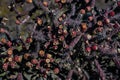 Multiple Fruit On Large Staghorn Cholla In Saguaro