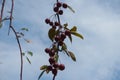 Multiple fruits on branch of crab apple tree against blue sky