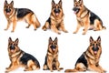 Multiple german shepherd dogs isolated on white background Royalty Free Stock Photo