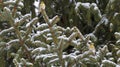 Multiple Gold Finch Birds on an Evergreen Tree branches with Winter Snow Royalty Free Stock Photo