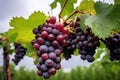 multiple grape clusters on a vine under an overcast sky