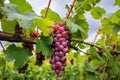 multiple grape clusters on a vine under an overcast sky