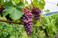 multiple grape clusters on a vine under an overcast sky