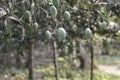 Hanging green mangoes with blurred background Royalty Free Stock Photo