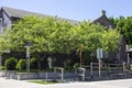 Multiple green trees at the Amana Colonies