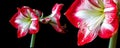 Multiple hippeastrum (amaryllis) flowers on black background isolated