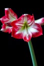 Multiple hippeastrum (amaryllis) flowers on black background isolated Royalty Free Stock Photo