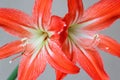 Multiple hippeastrum (amaryllis) flowers on light background isolated