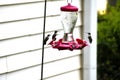 Hummingbirds at nectar feeder background