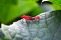 Multiple insects love and affection top of ladies finger plant Royalty Free Stock Photo