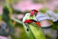 Multiple insects love and affection top of ladies finger plant Royalty Free Stock Photo