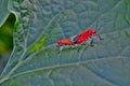 Multiple insects love and affection top of ladies finger plant Royalty Free Stock Photo