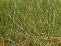 Multiple intersecting water reeds