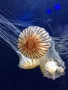 Multiple jellyfish at different angles in blue water in aquarium Royalty Free Stock Photo