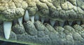 Multiple large dangerous crocodile teeth Royalty Free Stock Photo