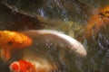 Multiple Large fish in a green pond