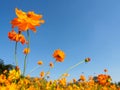 Multiple large orange flowers on clear sky