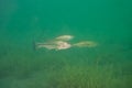 Multiple largemouth bass Micropterus salmoides swimming in an inland lake Royalty Free Stock Photo