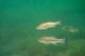 Multiple largemouth bass Micropterus salmoides swimming in an inland lake Royalty Free Stock Photo