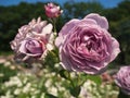 Multiple Lavender Roses in bloom