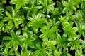 Multiple leaves of sweet woodruff (Galium odoratum) plants arranged in whorls. Royalty Free Stock Photo