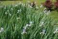 Multiple light violet flowers of irises in spring Royalty Free Stock Photo