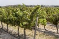 multiple lines of vines in vineyard, near Stellenbosch, South Africa