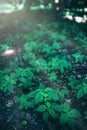 Multiple little green plants growing in the forest. Royalty Free Stock Photo