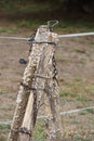 Snails on Wood Fence Posts