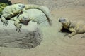 Multiple Lizards Royalty Free Stock Photo