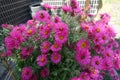 Multiple magenta colored flowers of Michaelmas daisies in October Royalty Free Stock Photo