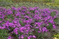 Multiple magenta-colored flowers of Michaelmas daisies in October Royalty Free Stock Photo