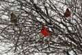 Multiple male Cardinals in snow