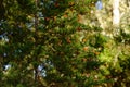 Multiple monarch butterflies sitting on a tree branch Royalty Free Stock Photo