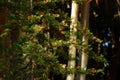 Multiple monarch butterflies sitting on a tree branch Royalty Free Stock Photo