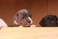 multiple multi-colored cute young small purebred Australian Staffordshire terrior pups resting and playing with eachother on a