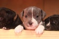 multiple multi-colored cute young small purebred Australian Staffordshire terrior pups resting and playing with eachother on a