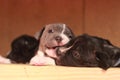 multiple multi-colored cute young small purebred Australian Staffordshire terrior pups resting and playing with eachother on a