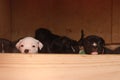 multiple multi-colored cute young small purebred Australian Staffordshire terrior pups resting and playing with eachother on a