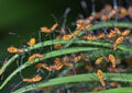 Multiple nymphs of the Eastern leaf-footed bug (Leptoglossus phyllopus) from one brood Royalty Free Stock Photo