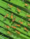 Multiple nymphs of the Eastern leaf-footed bug (Leptoglossus phyllopus) from one brood Royalty Free Stock Photo