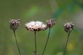 Multiple open dried Thistle flowering plants with partially shriveled and fallen petals of which some resemble small birds nest