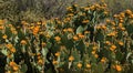 Multiple Orange Cactus Flowers of the Arizona Desert