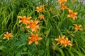 Multiple orange flowers of common daylily Royalty Free Stock Photo