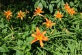 Multiple orange flowers of Hemerocallis fulva in June Royalty Free Stock Photo