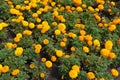 Multiple orange flowers of Tagetes erecta Royalty Free Stock Photo