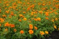 Multiple orange flowers of Tagetes patula in July Royalty Free Stock Photo