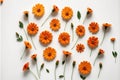 Multiple Orange Flowers on white background.